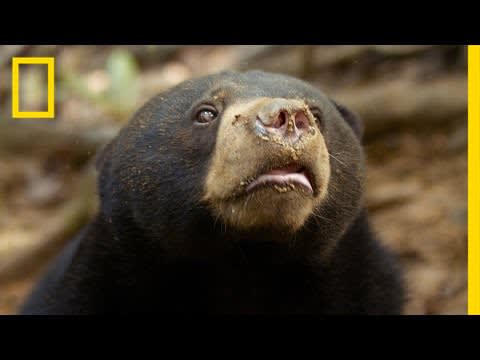 Protecting the Sun Bears of Borneo | National Geographic