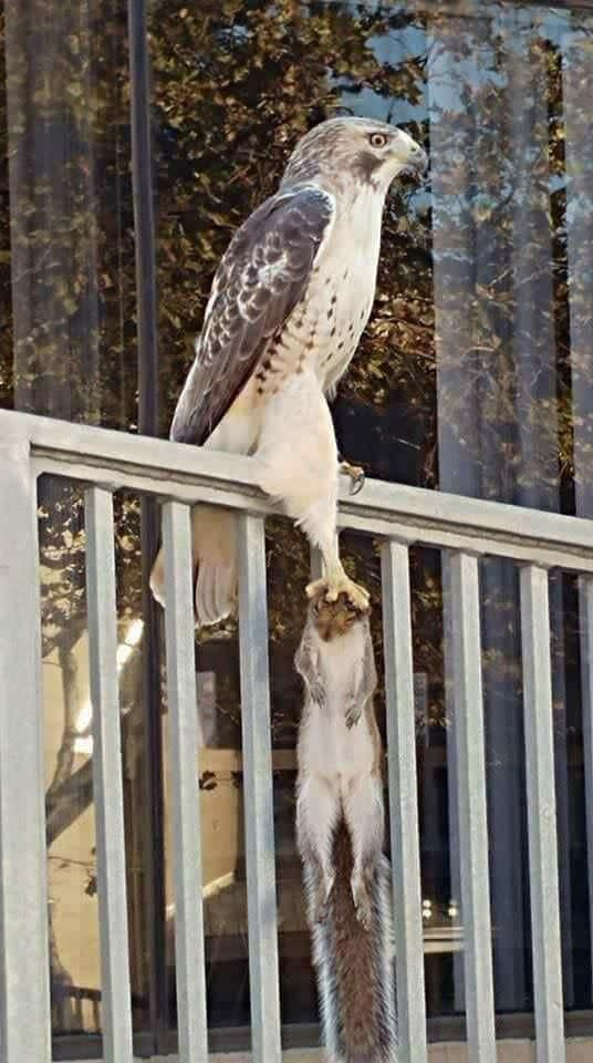 Hawk carrying a squirrel by it’s head