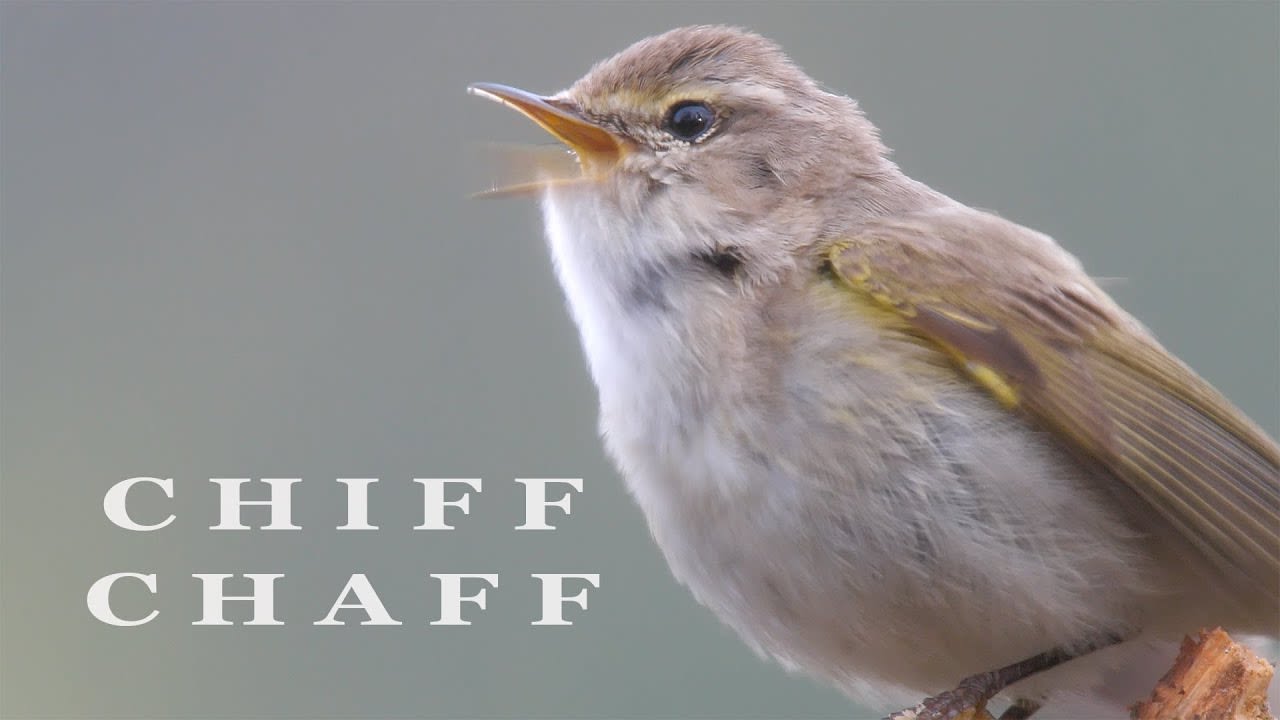 Chiffchaff. Singing bird | Wildlife World