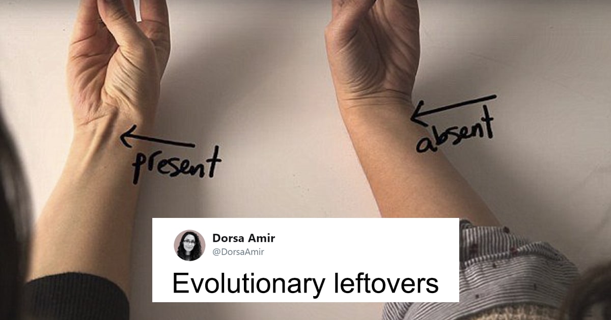 6 “Evolutionary Leftovers” That No Longer Serve A Purpose In Our Bodies
