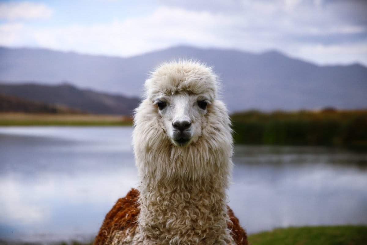 ROUND TRIP FLIGHT FROM BOGOTA TO LIMA FOR UNDER $250!