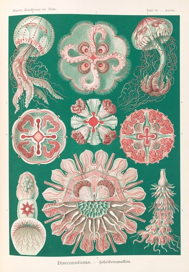 The German biologist, philosopher, and artist Ernst Haeckel died 100 years ago today. Pictured here "Discomedusae", one of the many stunning illustrations for his Art Forms in Nature. More of his mesmerising jellyfish depictions here: