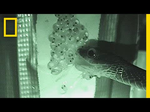 Tadpoles vs. Snake: Babies Hatch Super-Quickly to Escape | National Geographic