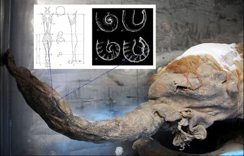 Woolly mammoth had flaps of skin that acted like mittens to keep their trunk tips warm