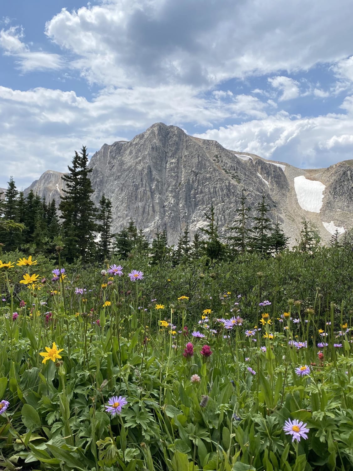 Wildflowers in Medicine Bow National Forest, Wyoming, USA