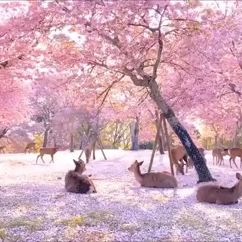 A herd of deer relaxing by cherry blossom trees in Nara, Japan