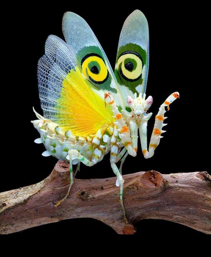 The African Spiny flower Mantis. Watching us all.