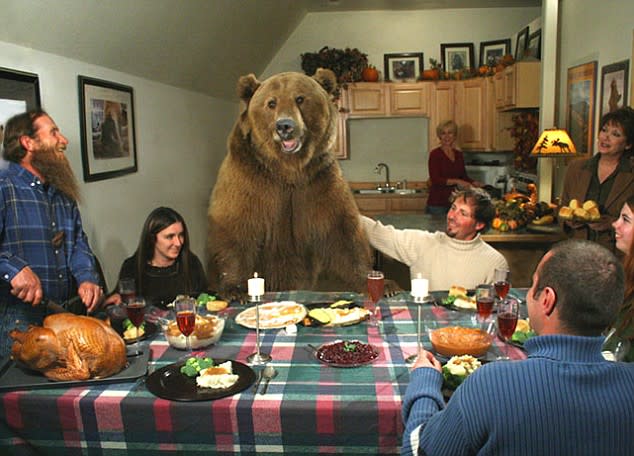 This is 'Brutus' a 800lb grizzly bear who sat down for Thanksgiving dinner every year with the Anderson family in Montana. Brutus was adopted by naturalist Casey Anderson as a newborn cub.