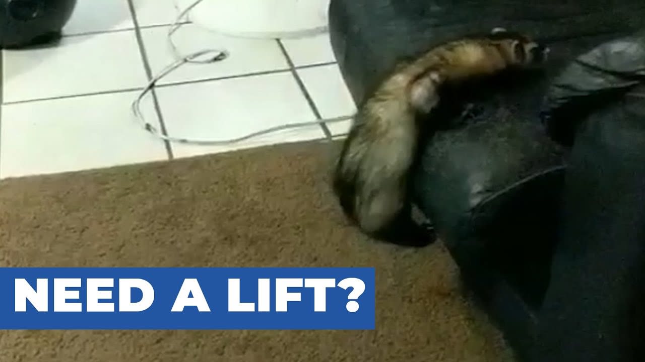 Dog Helps Ferret Climb up Couch