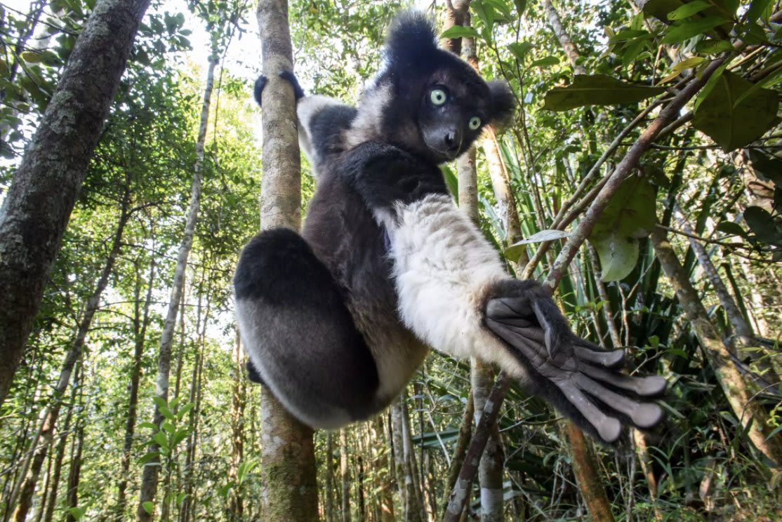 The endangered & little-known indri—largest of Madagascar’s living lemur species—is hanging on with help from conservation orgs & local communities. https://t.co/csv27MGQqk / Nick Garbutt