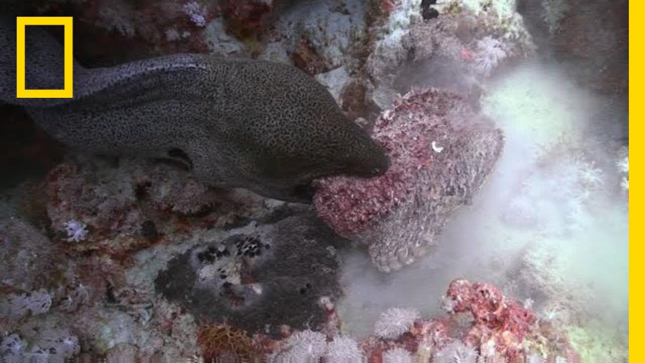 The Battle Between Eel and Stonefish Is One-Sided | National Geographic