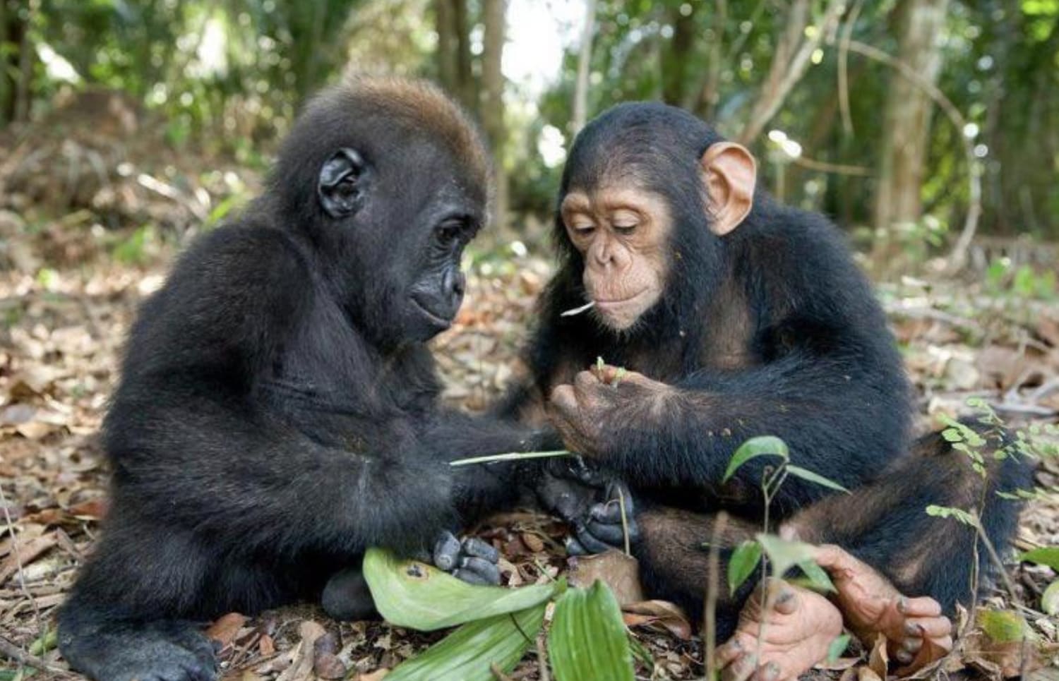 A chimpanzee and gorilla hanging out after one parent was killed by poachers