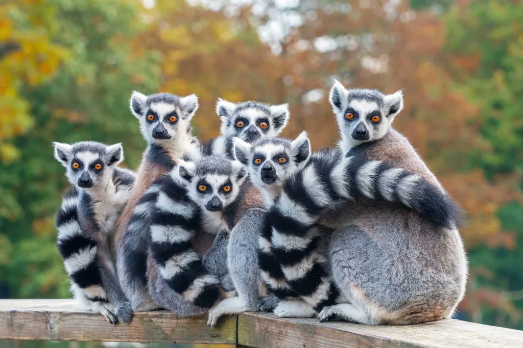 A group of lemurs is called a conspiracy