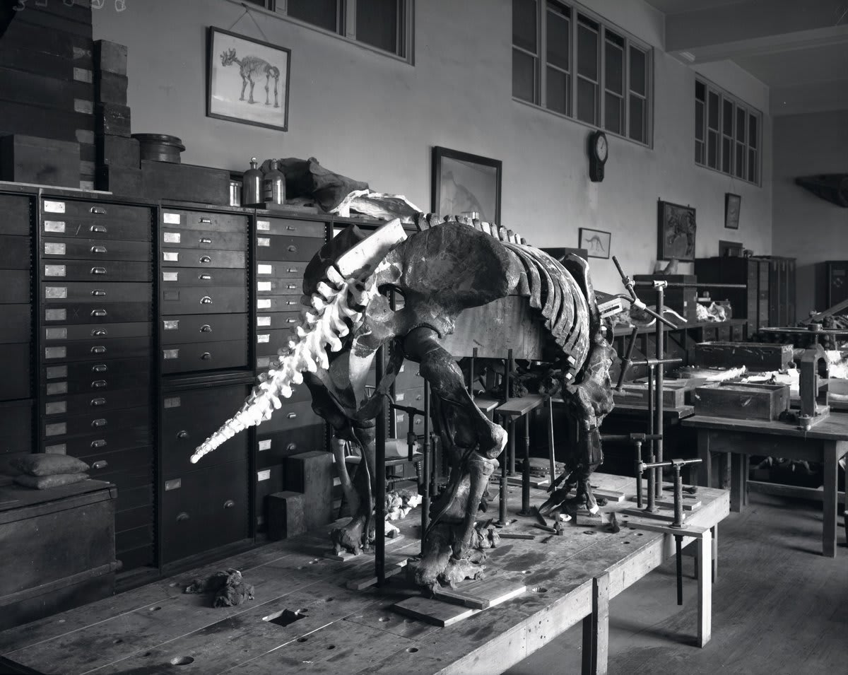 We couldn’t tail you the amount of work the Division of Vertebrate Paleontology staff put into this ground sloth skeleton at @NMNH in 1946. Head to the paleontology lab in this week’s #SneakPeek. https://t.co/fuDVvXxYJc… (📷:MNH-37289)