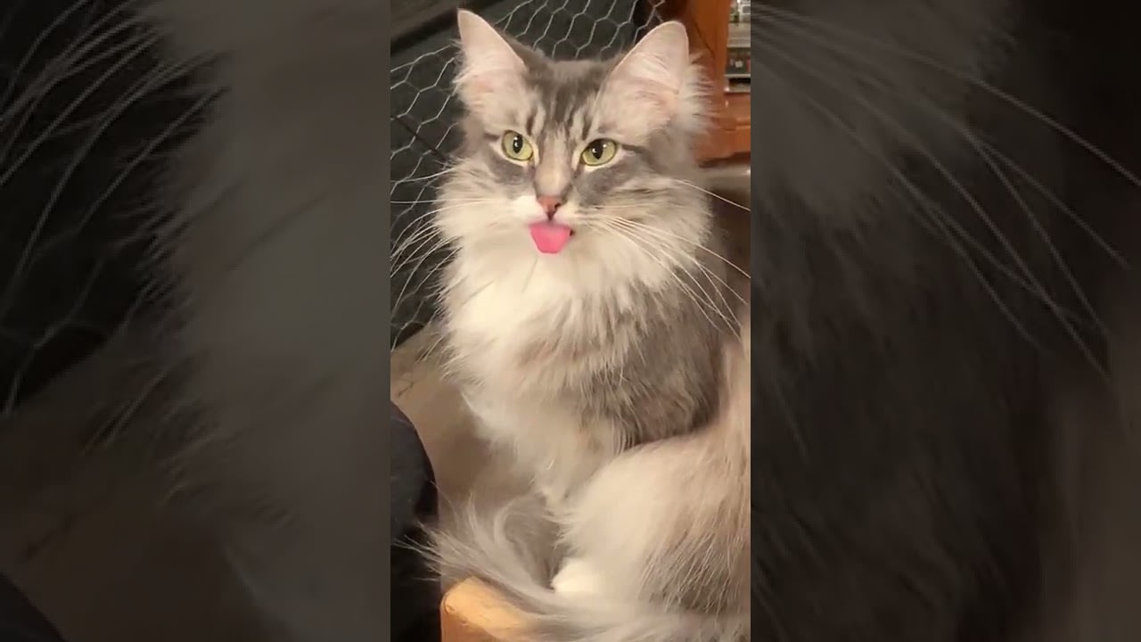 Adorable Cat Sticks Out Tongue at Owner - 1294630