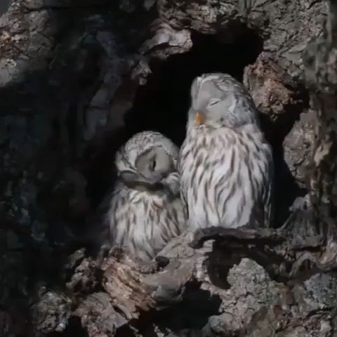 Owl Lovers
