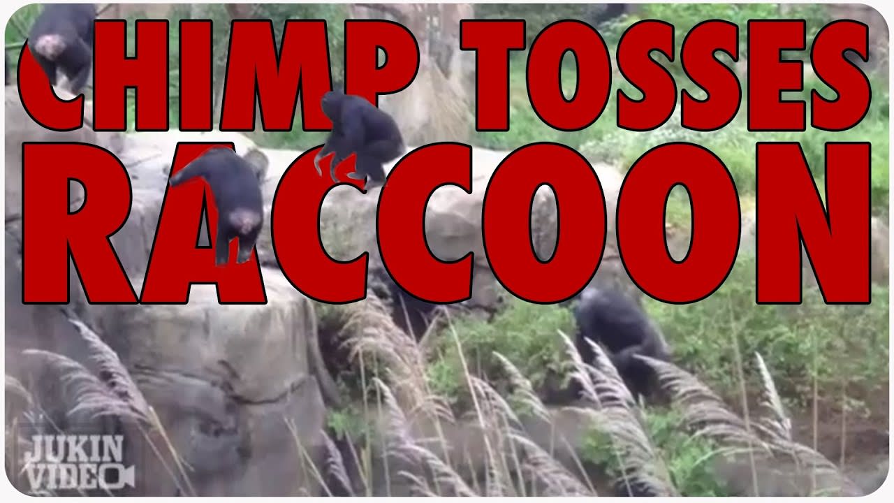 Chimp Tosses Raccoon Like a Frisbee