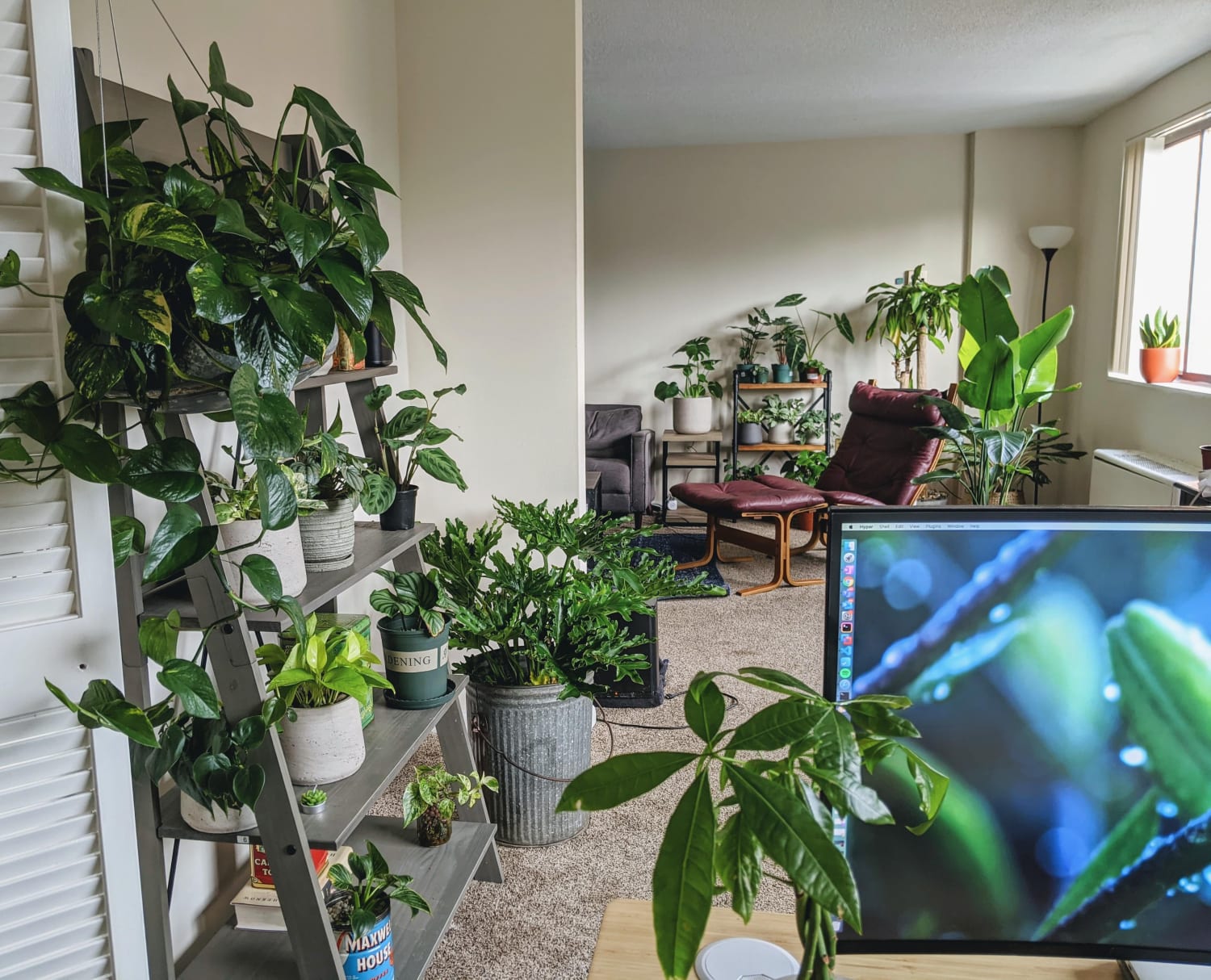 2 items of great news in an otherwise generally shitty time to be a human being: it's Friday AND your favorite President has COVID! In other news, I did some rearranging of my plant shelves last week. Thoughts?