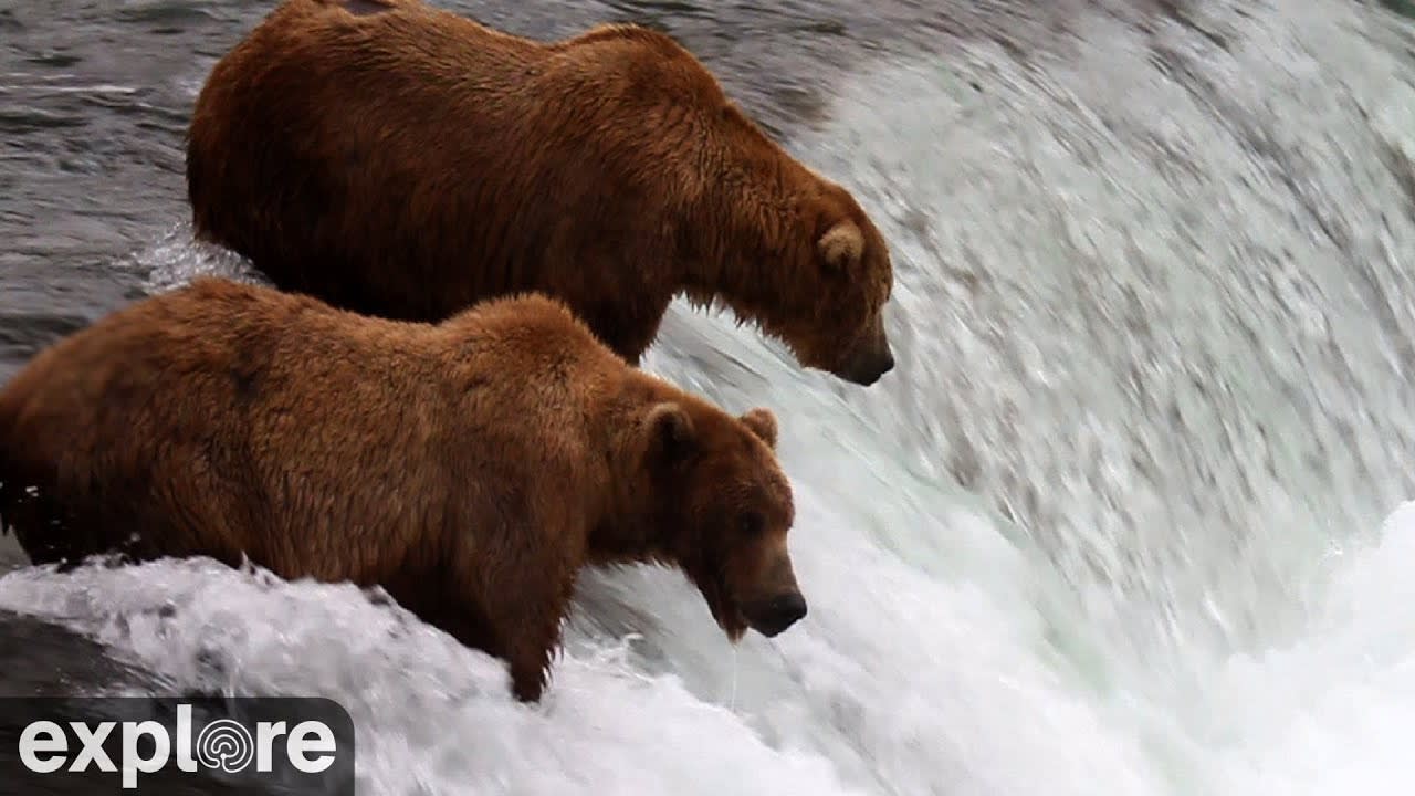 Live feed of Grizzly Bears catching salmon during the annual run at Brooks Falls in Alaska
