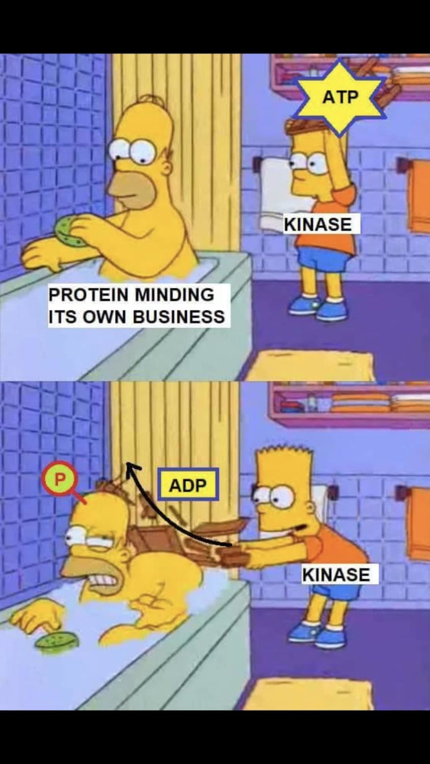 Memes that help you learn. Here’s one for anyone who is having a hard time comprehending the role of kinases. And drop more helpful memes in the comments.
