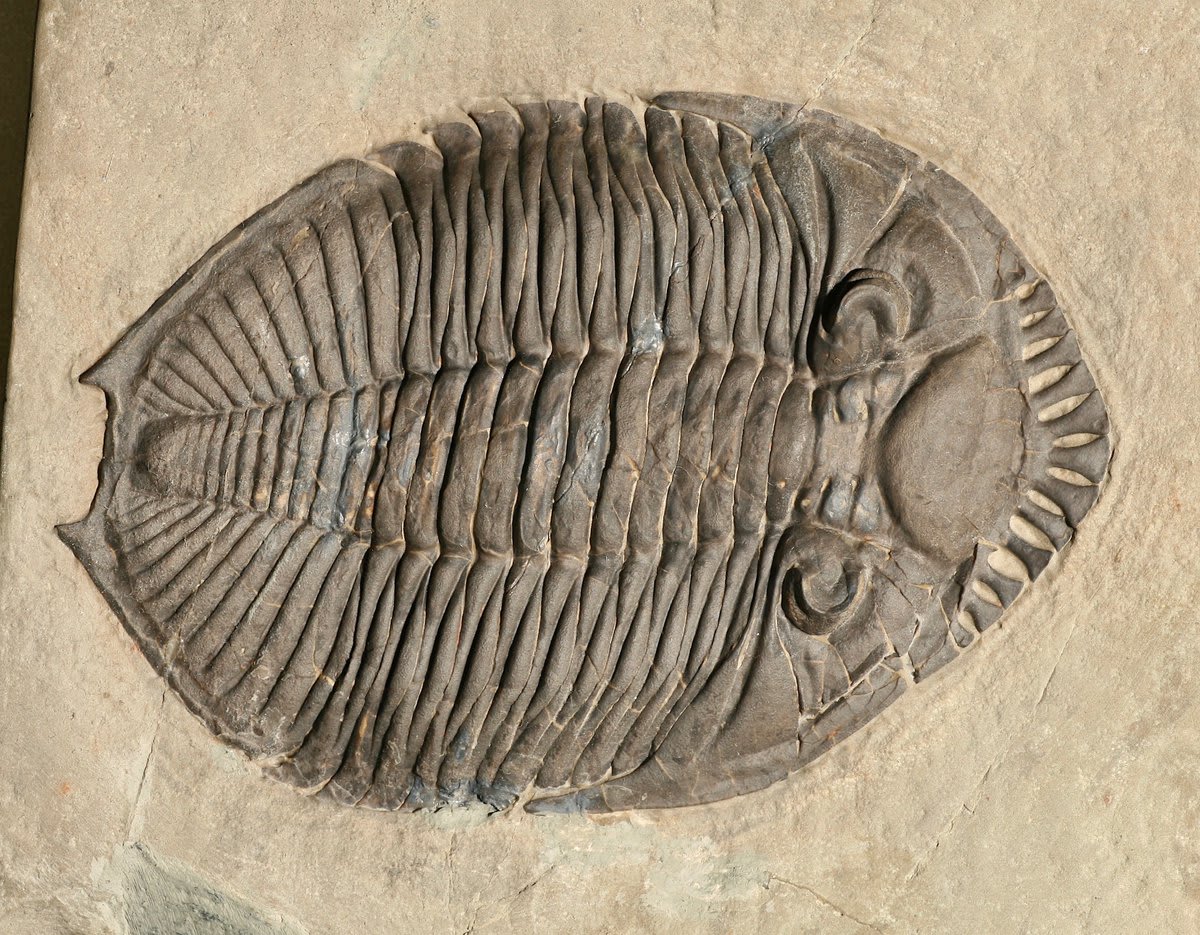Welcome to #TrilobiteTuesday! Behold, the 3.9-in (10 cm)-long Devonian species Odontocephalus ageria. Scientists think that its frilled cowcatcher-like head gear was used to stir up, and then filter, ocean-floor sediment to aid in its search for food.