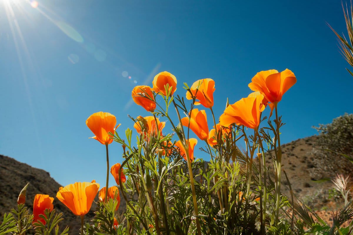 Where the wildflowers grow… Hillsides of @tonto_nps see many different species of wildflowers, including Mexican gold poppies and desert lupine. Learn more about wildflowers at: