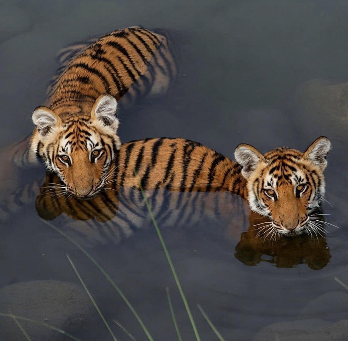 Tiger Cubs Learning To Swin