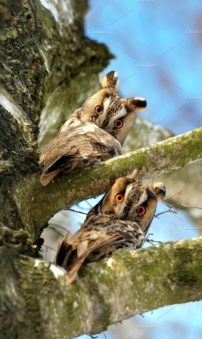 Owl featuring owl, bird, and wildlife