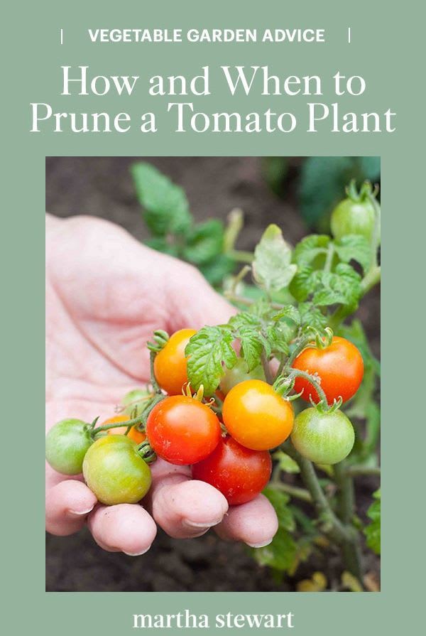How and When to Prune a Tomato Plant