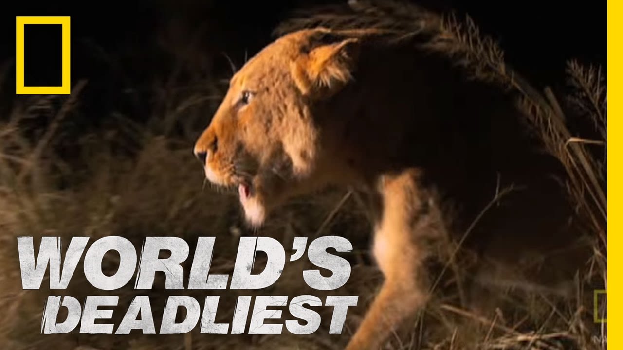 Lioness vs. Hyenas | World's Deadliest