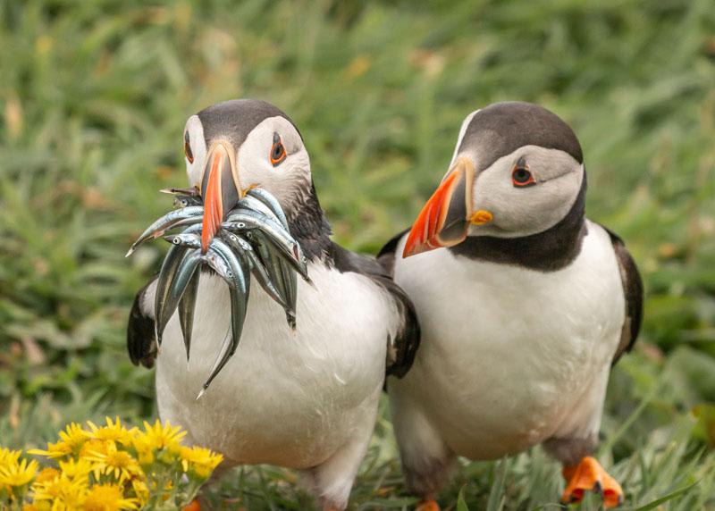 Puffins are able to carry multiple fish crosswise in their beaks thanks to a unique hinge which allows the beak's top half and the bottom half to meet at different angles. The puffin’s rough tongue can hold the fish against the spine of the bird’s palate while it opens its beak to catch more fish.