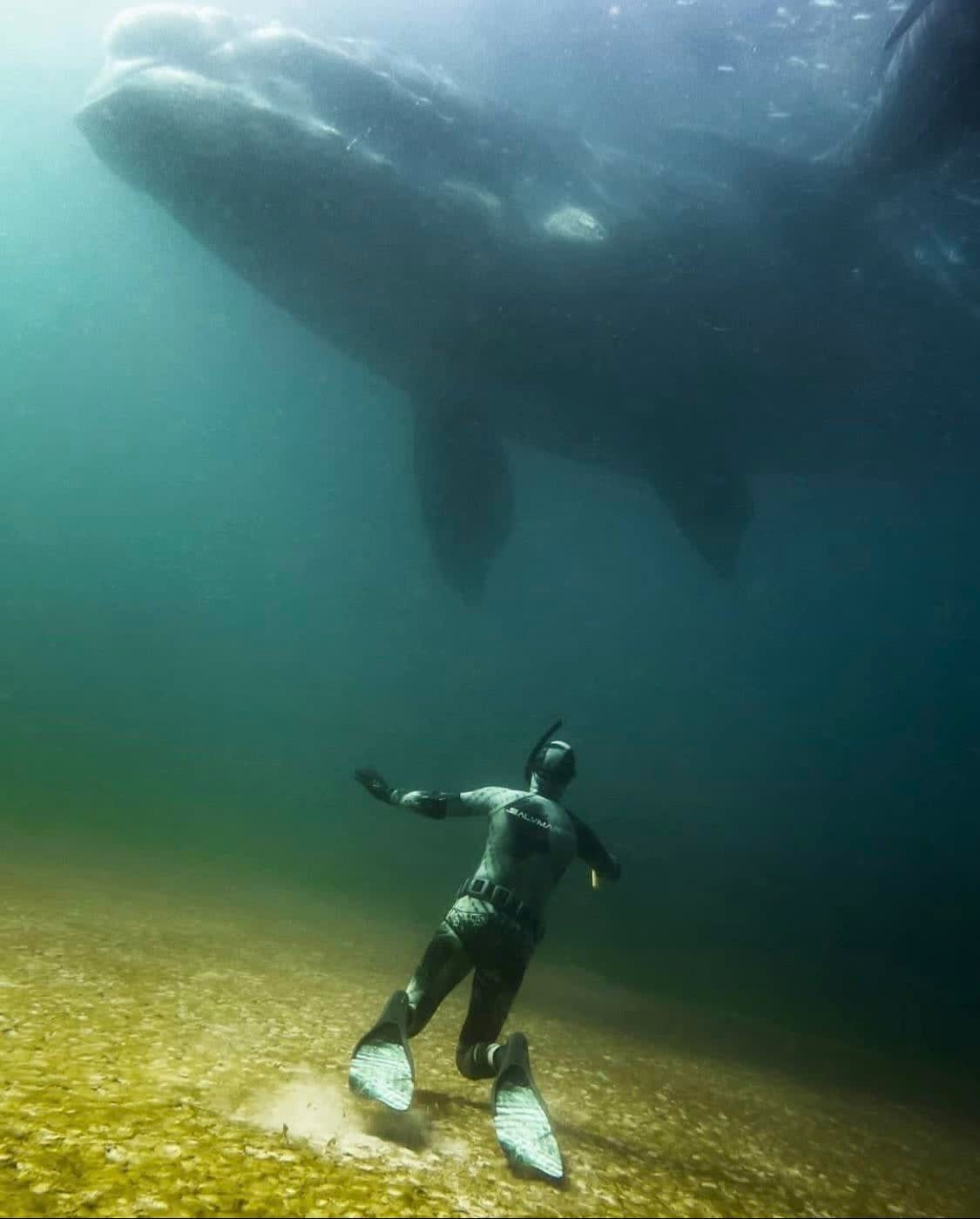 Freediving with southern right whales at Skeleton Bay, Tasmania - photo by @submerged_images