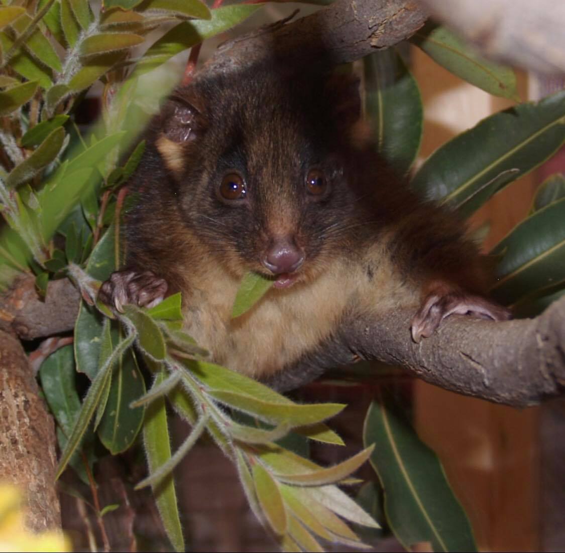 This is the hungry and minty-fresh breathed, western ringtail possum of Australia. Already critically endangered, climate change is posing a further threat to the species, reducing nutritional quality of its food, of peppermint and eucalyptus leaves, and causing it to overheat in hot weather.