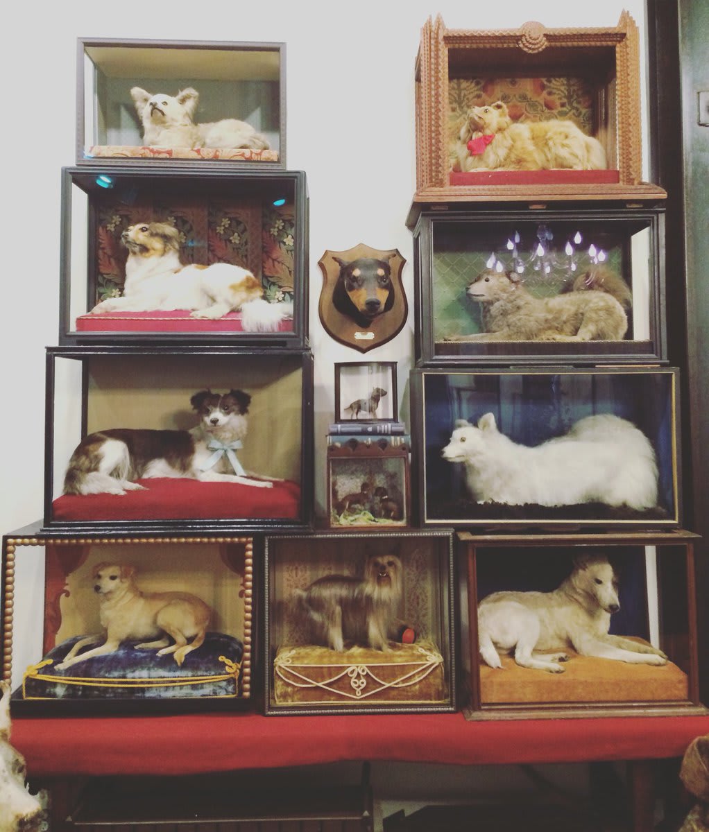 Come see the "wall of pet dogs" in J D Powe's Taxidermy: Art, Science and Immortality Exhibition now on view at MAM!
