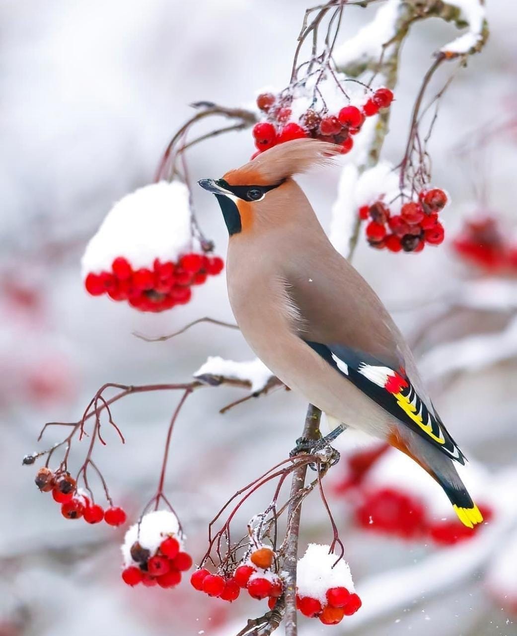 Bohemian Waxwings have an uncanny ability to find fruit nearly everywhere, almost like they have a GPS tracker for berries. Flocks sometimes turn up in desert areas, find an isolated shrub, devour its fruit in minutes, and move on.
