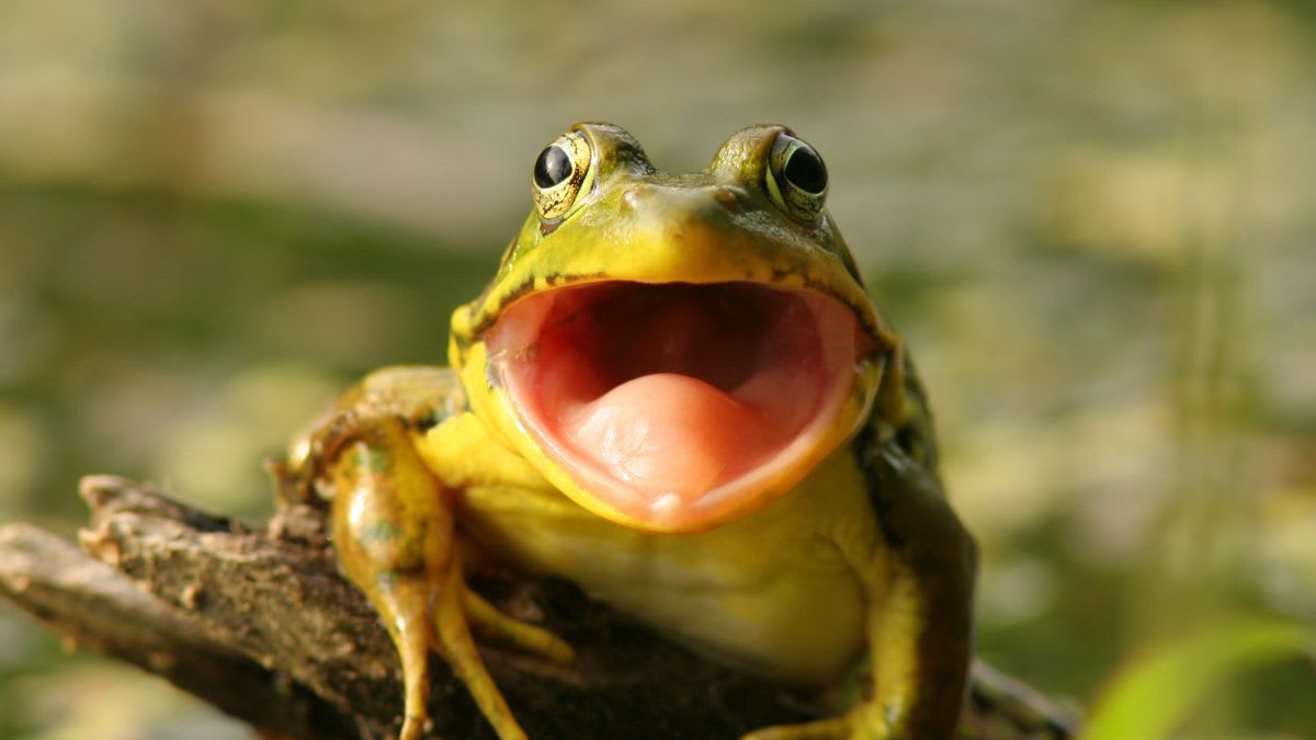So Sexy! These 6 Frogs Don’t Even Have To Be Princes In Disguise To Get A Little Tongue Action From Us