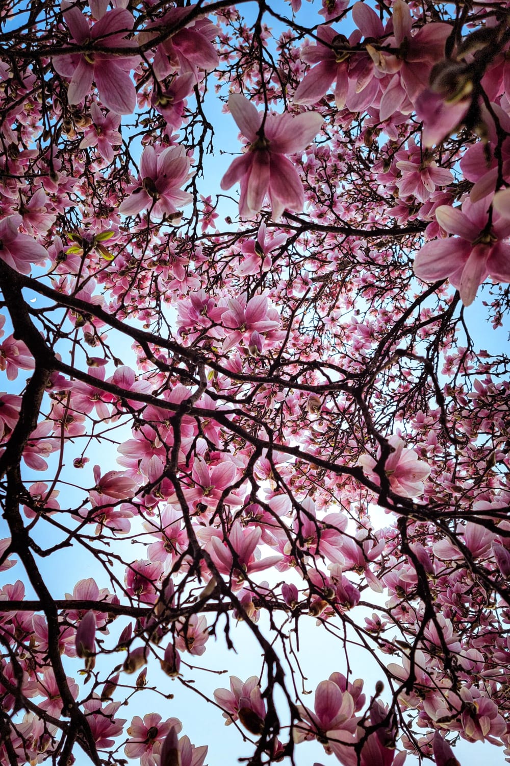 ITAP of a Magnolia Tree in West Michigan