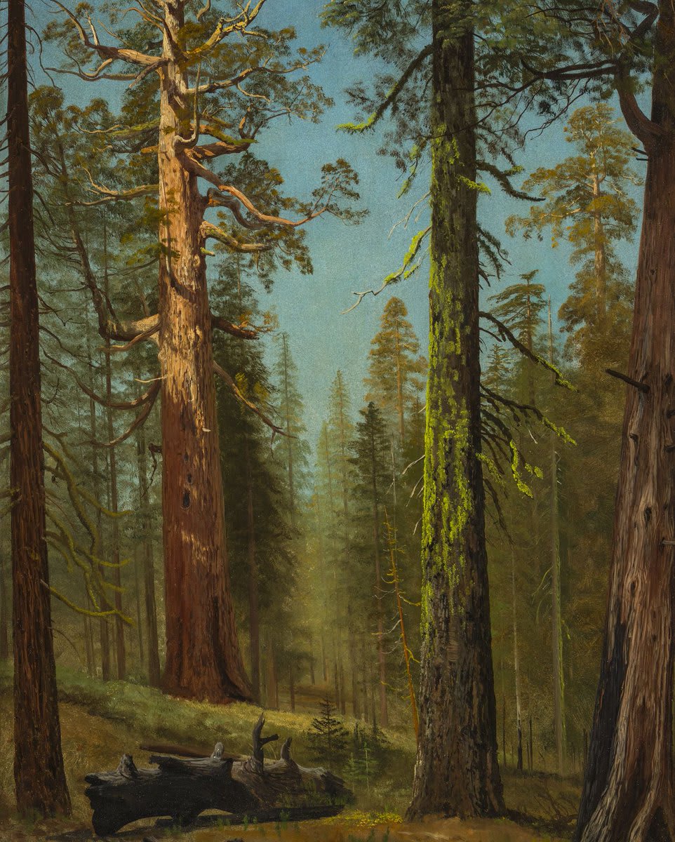 Celebrate EarthDay among the the giant sequoias of California's Mariposa Grove. 🌲 For years, the beauty of the Yosemite Valley has captured the imaginations of artists, whose works connect viewers to the expansive history of the natural world. 🍃
