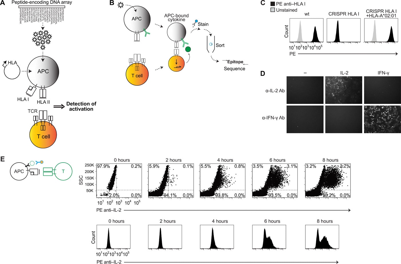 Antigen identification for HLA class I and HLA class IIrestricted T