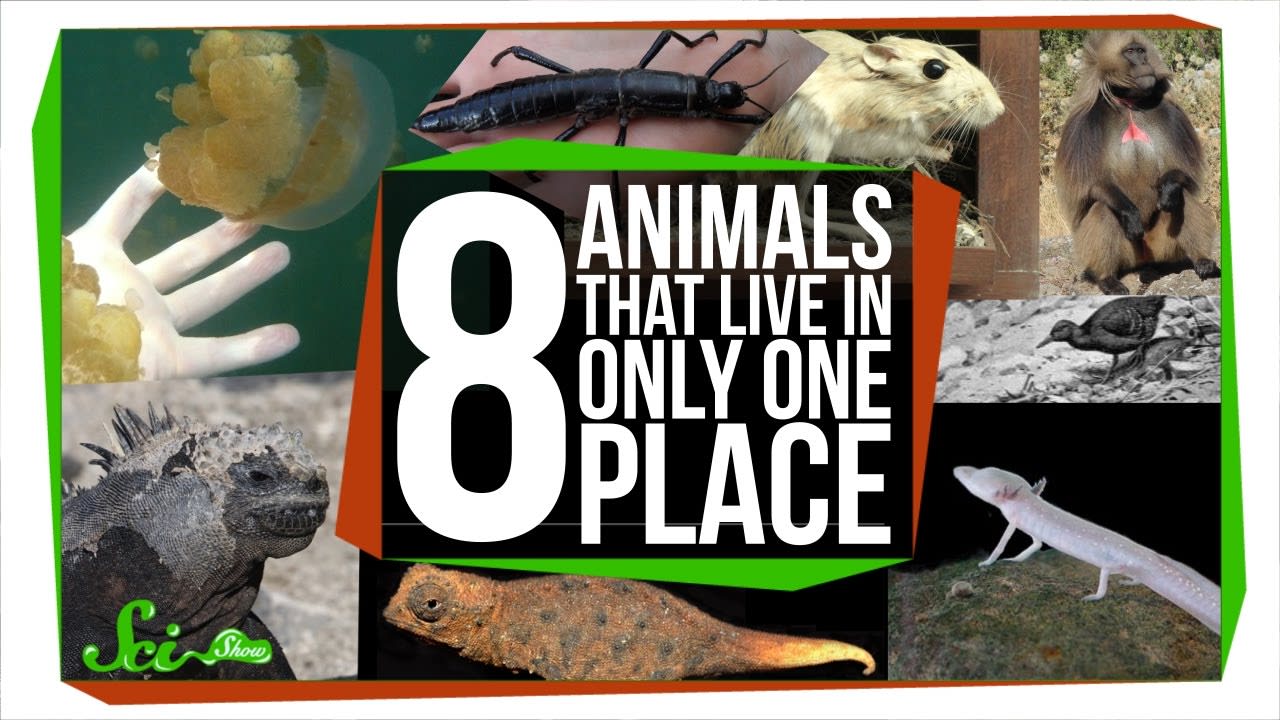 8 Animals That Only Live in One Place