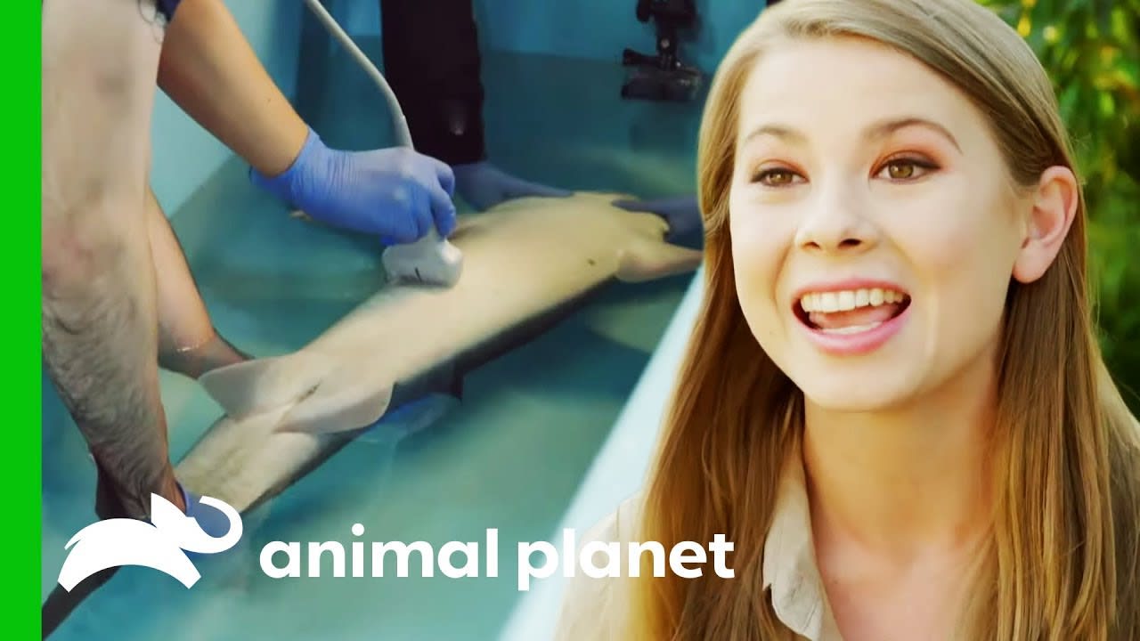 Bindi Irwin Performs An Ultrasound On A Spiny Dogfish Shark | Crikey! It's The Irwins