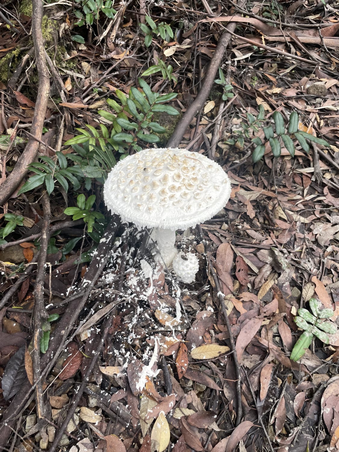 Anyone know which mushroom this is? Bruny island Tasmania
