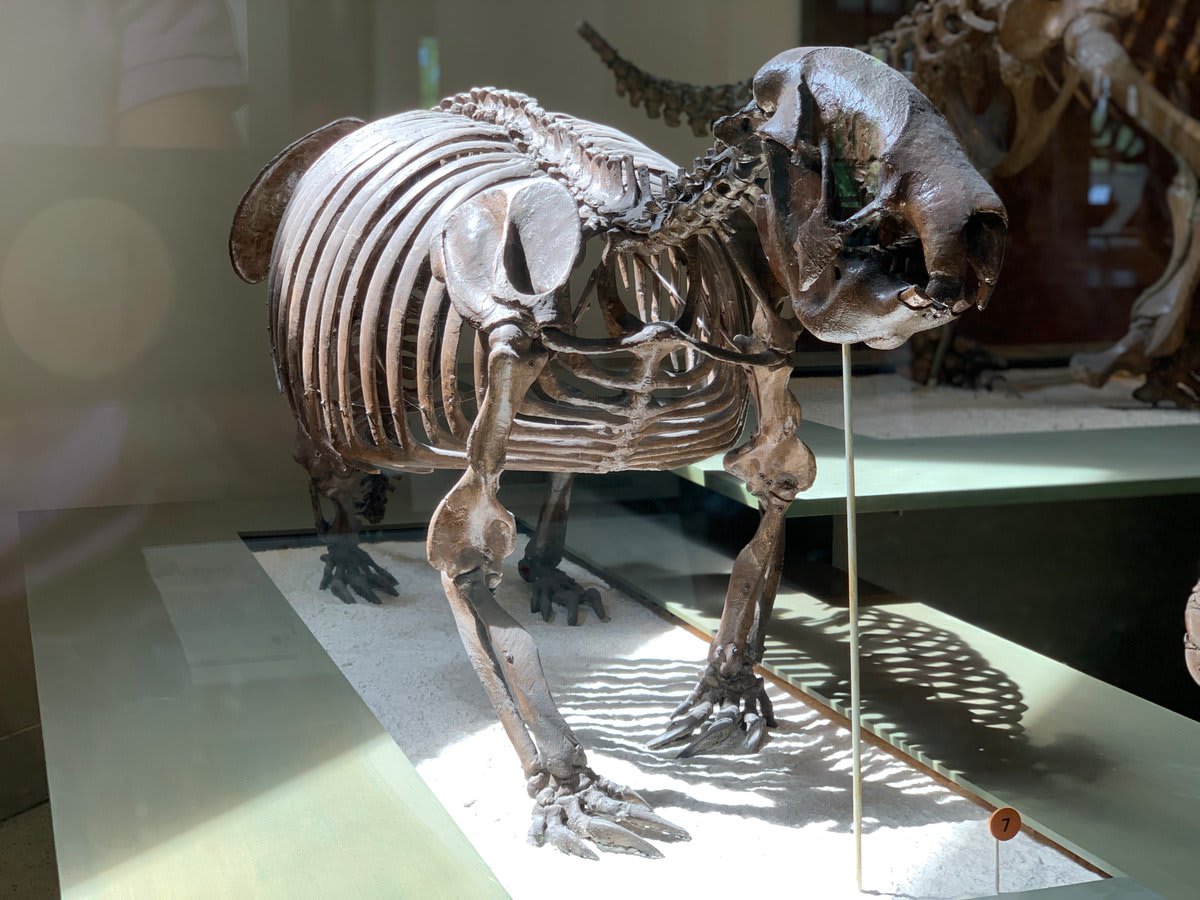 Today's a great day for the "great sloth"—meet Megalocnus rodens! It lived ~10,000 years ago during the Pleistocene in modern-day Cuba. Some ground sloths were long-distance travelers that swam or rafted from S. America across the Caribbean to the Greater Antilles.
