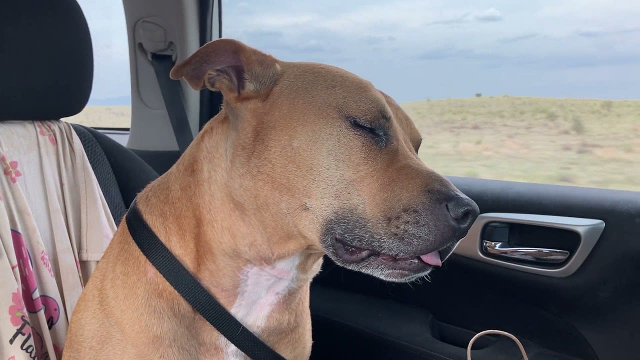 Medicated Dog Falls Asleep in Car With His Tongue Sticking Out of His Mouth - 1211712