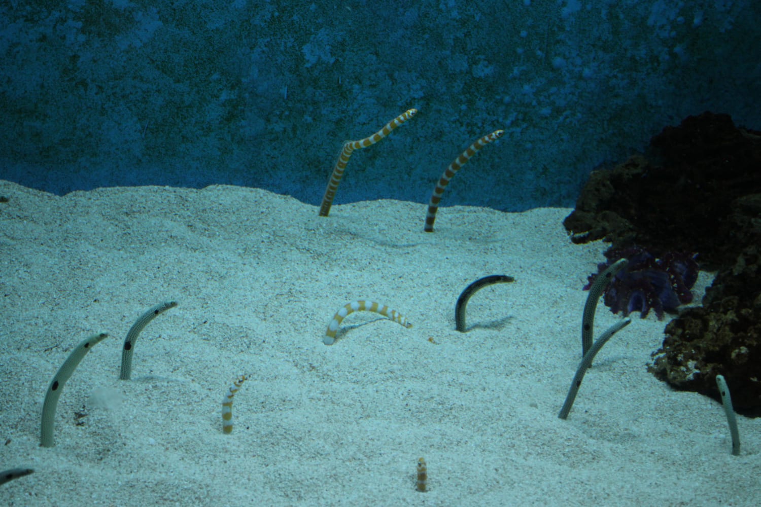 Some Garden Eels at a local museum