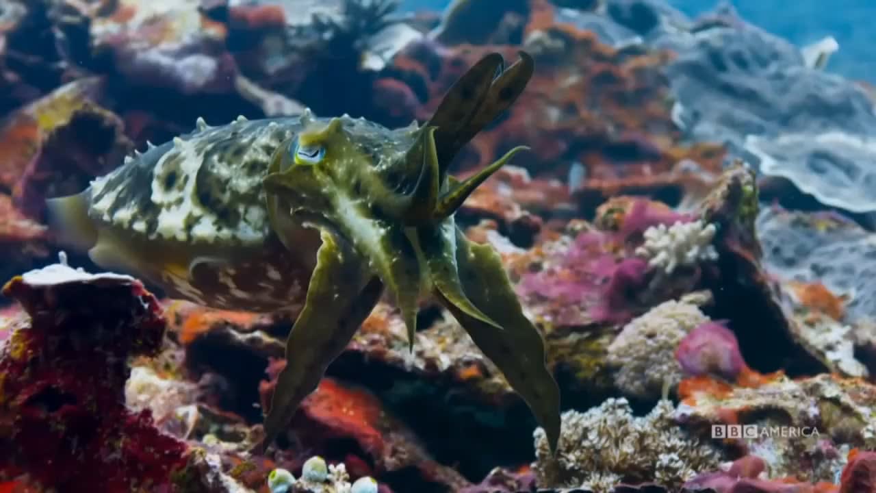 Cuttlefish Hypnotizing a Crab with its Chromatophores