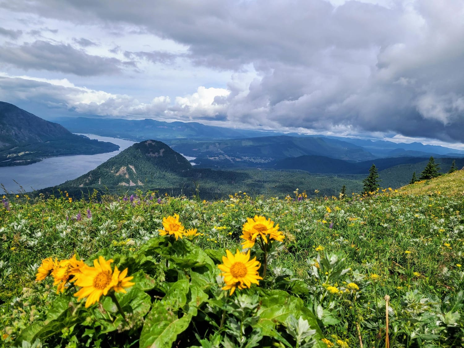 Caught the end of wildflower season on Dog Mountain in Washington!