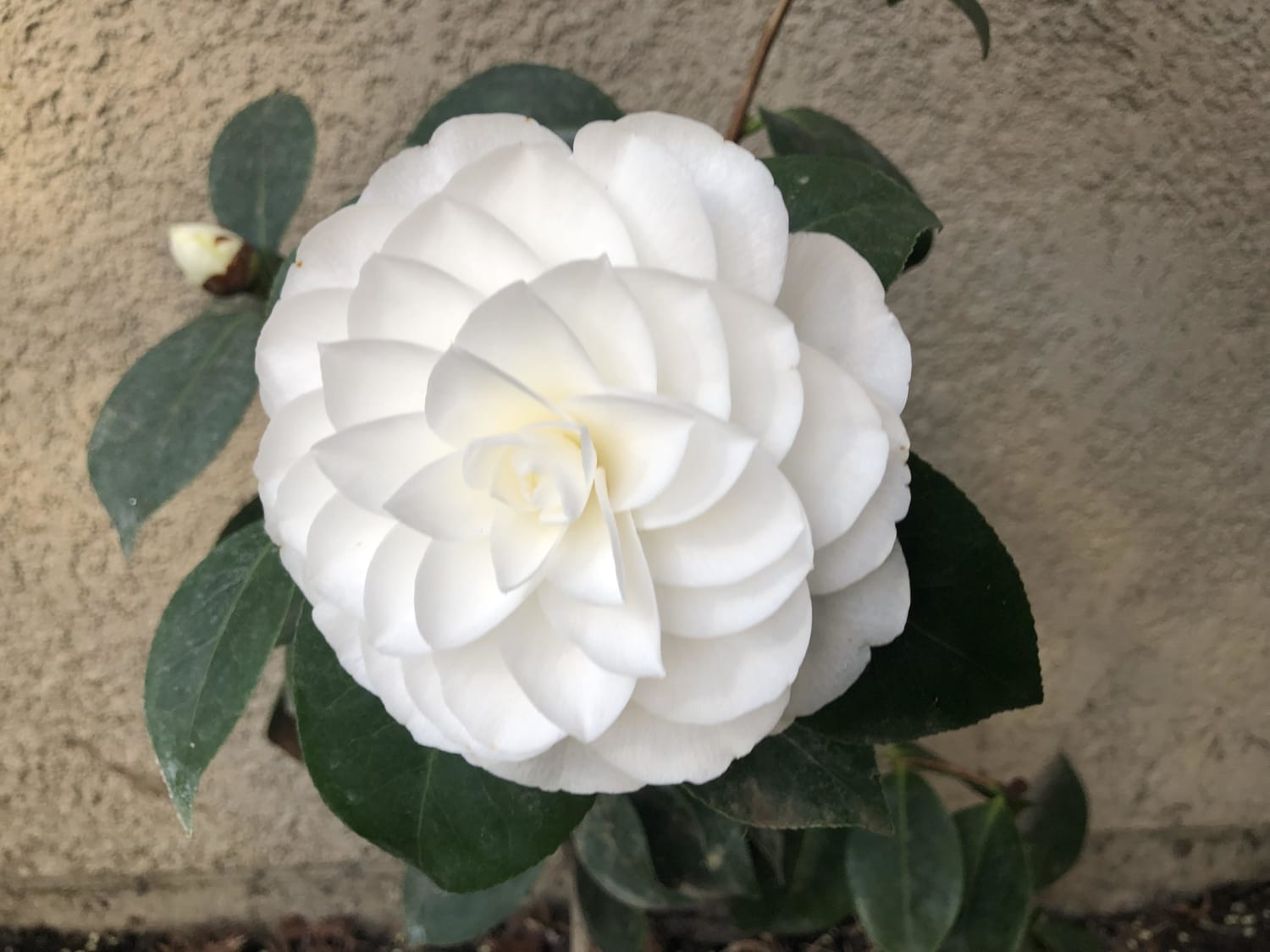 A Fibonacci Flower