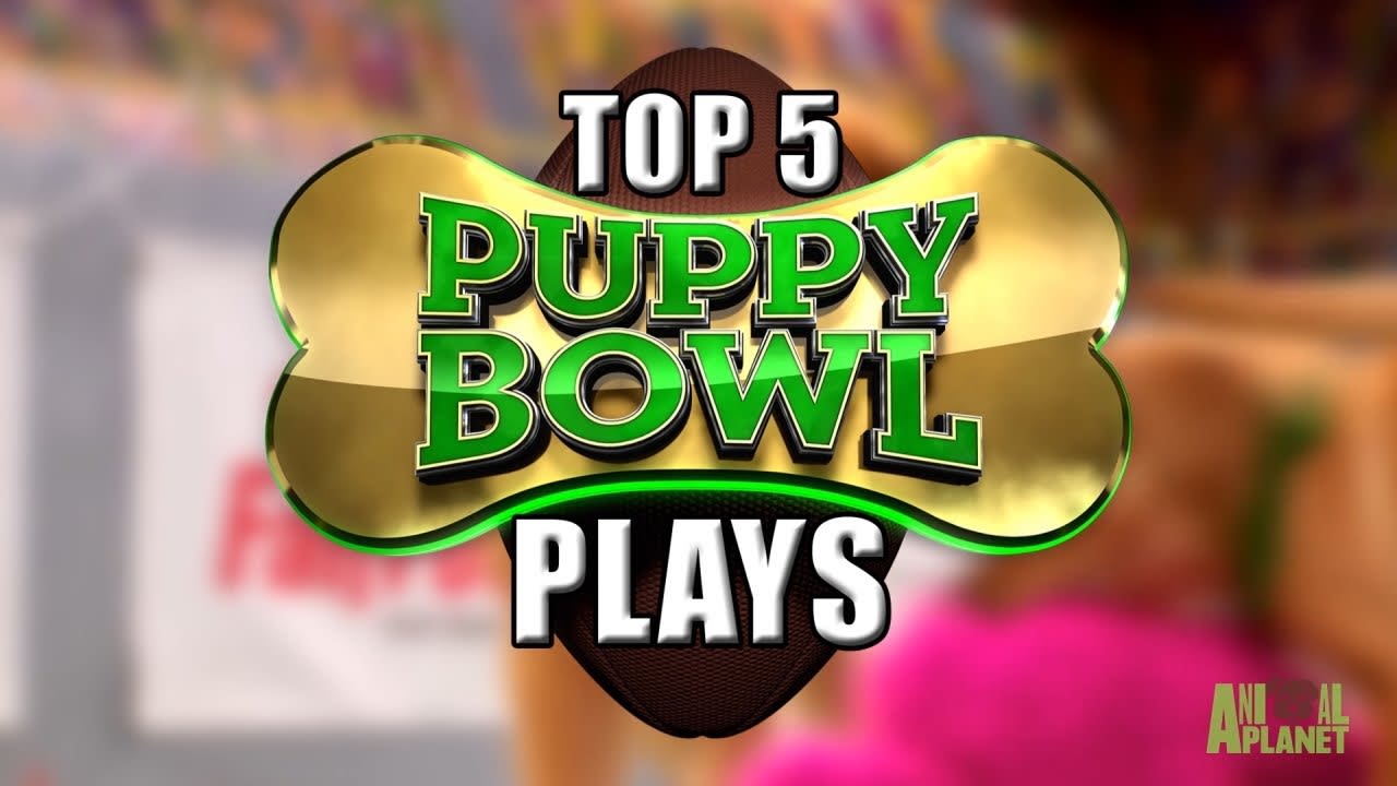 Puppy Bowl Spot Center: Top 5 Plays