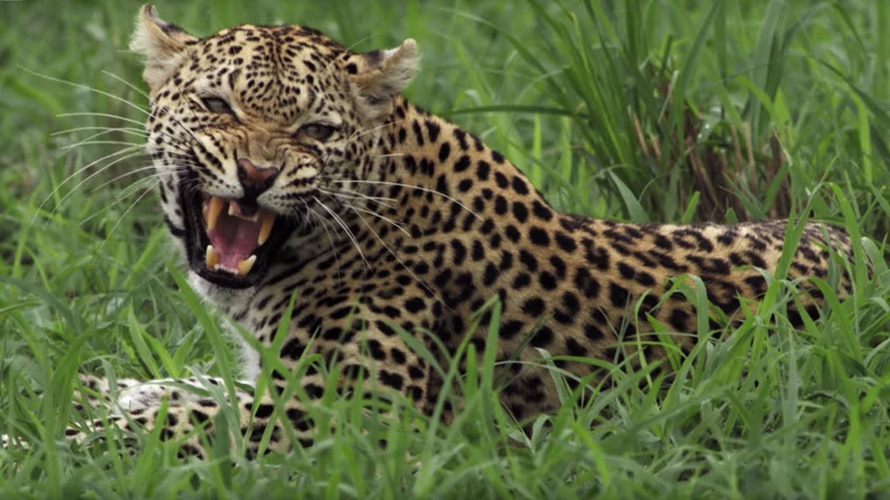 Why did this Leopard Mother Fight Her Own Daughter? | BBC Earth